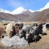 वन्यजन्तुको आक्रमणबाट मनाङमा एकै वर्ष ८७ पशुधन क्षति