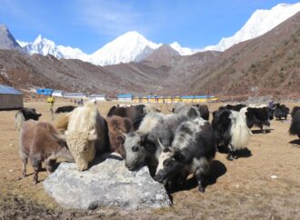वन्यजन्तुको आक्रमणबाट मनाङमा एकै वर्ष ८७ पशुधन क्षति