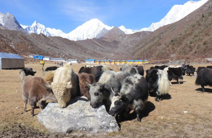 वन्यजन्तुको आक्रमणबाट मनाङमा एकै वर्ष ८७ पशुधन क्षति