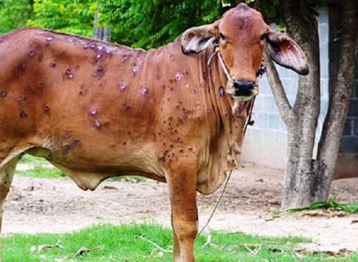 चितवनमा लम्पी स्किनबाट ३० वटा गाईगोरु मरे