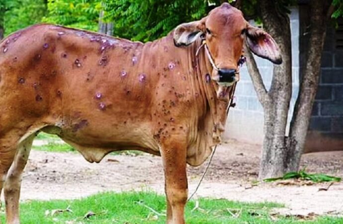 चितवनमा लम्पी स्किनबाट ३० वटा गाईगोरु मरे