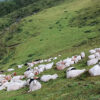 उच्च हिमाली लेकमा भेडी गोठ