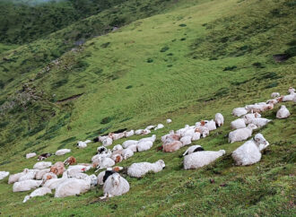 उच्च हिमाली लेकमा भेडी गोठ