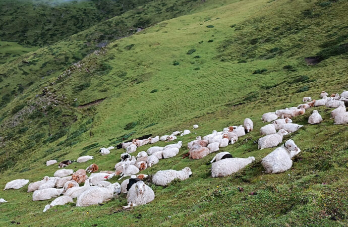 उच्च हिमाली लेकमा भेडी गोठ